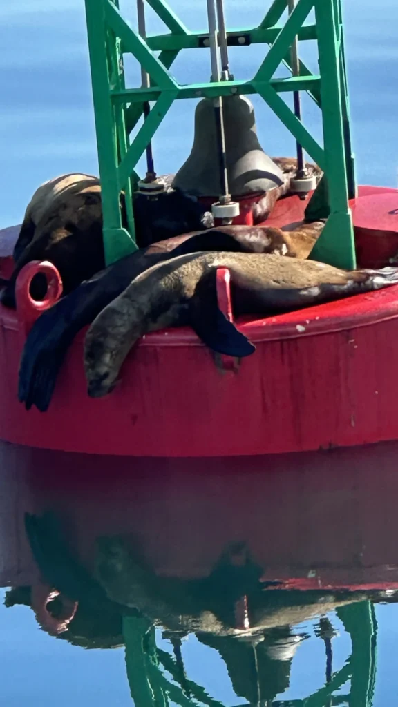 Sea lions resting on a red navigation buoy near Stewart, Alaska during a whale watching tour